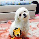 챠밍애견 이미지