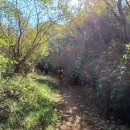 깃대봉_숲길(등산)1코스 이미지