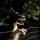 내강아지 이미지