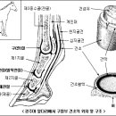 마필의 질병 이미지