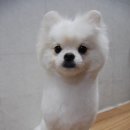 블링펫샬롱