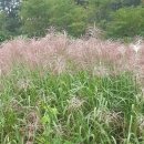 노안삼도로 이미지