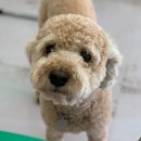 그래요기 이미지