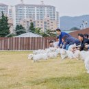 꼬똥사파이어 이미지