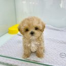 요기독 강아지분양 고양이분양 수원본점 이미지