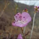 진달래농장 이미지