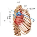 안성현 프로의 아이언 샷 다운스윙 궤도 ㅡ 오른팔꿈치 이미지