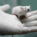 “코로나 백신 접종한 자손 쥐 갈비뼈 기형” 모더나 실험 자료 이미지