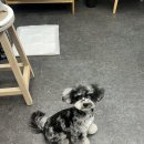 언니네 펫 이미지