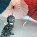 마음편한동물메디컬센터 이미지