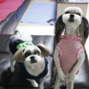 짱가농장 이미지