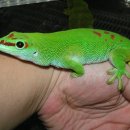 Giant Day Gecko 이미지