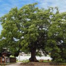 명신초등학교 이미지