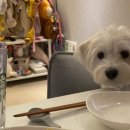 까까달래 이미지