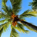 팜 아틀리에 | [칸쿤&amp;LA #4] 칸쿤 호텔 정하기 "개인VS여행사" 그리고 "팜투어 후기"