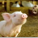 샬롯의 거미줄 이미지