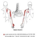 목갈비근(Scaleni) 이미지