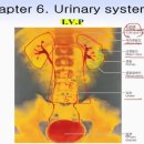 Chap_6_Reproductive System of MT 이미지