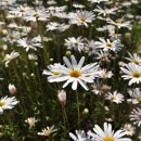 구절초로 이미지