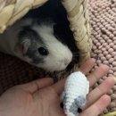 [코바늘] 베리의 뜨개 인형 공방