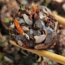 이동되어진공간-성( | 코스트코 할인 추천 음식 부추고기순대 칼로리 대박