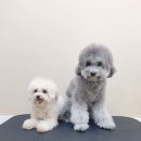 펫뷰티샵 페이보릿 이미지