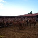 길림농장 이미지