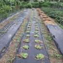 배추ㆍ무우 한랭사 씌우기 이미지