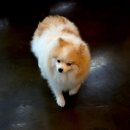 이쁘개 이쁘개 이미지