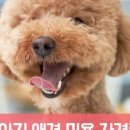 루시네애견 네이버블로그