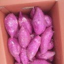 맛있는 해남 밤고구마 판매해요 이미지