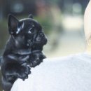 넥서스켄넬 이미지