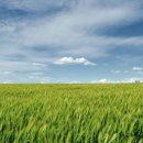 신대양팜 이미지