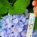 사오리농장 이미지