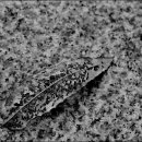 귀래생태공원 이미지