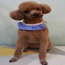 아롱펫샵 이미지