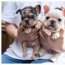 우리유앤미아파트 | 위례프렌치불독무료분양, 유앤미펫에서 ! 🐾✨