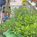 새집상회 이미지