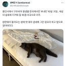 용인시에서 구조되어 평생을 한국에서만 보내던 10살 고양이 미국으로 이주 후 새로운 냄새에 꼬리 펑 이미지