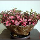 레드스타 이미지