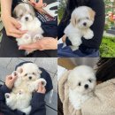 퍼피블러썸