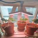 만양농장 이미지