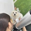 (단기)반려동물미용사(자격증) 이미지