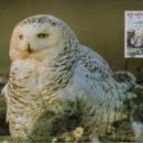 (조류엽서),흰올빼미-[snowy owl] 이미지