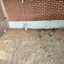 횡성지구대 이미지