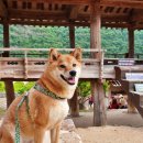 병산서원 종합안내소 | 안동 병산서원 강아지 동반 여행 가볼만한 곳