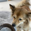 프리독 | 대형견 장난감 고민 끝! SUPREDOG 슈프리독 이갈이 장난감 후기