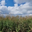 팔공산 하늘정원 이미지