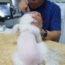 해담동물병원 | 강아지 광견병 접종 :: 광명 해담동물병원에서 접종하고 왔어요♪