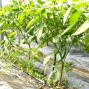 입장농협 산지유통센터 이미지